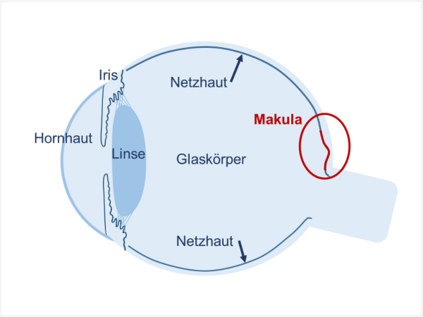 Grafik eines Auges mit Beschreibung der Makula.