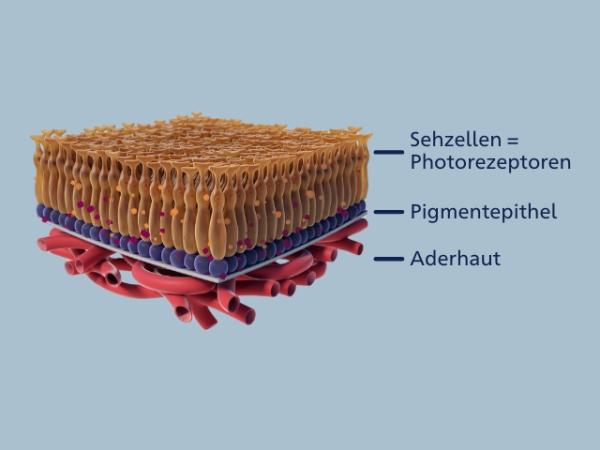 Grafik einer Netzhaut mit Beschriftung der einzelnen Schichten.